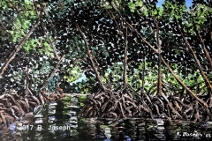 Mangrove-Caroni Swamp